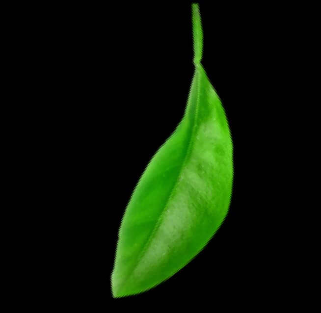 leaf